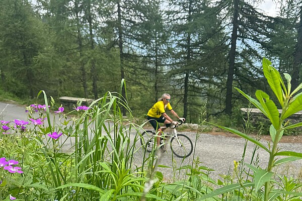 Blühende Alpenlandschaft mit Radfahrer auf Strasse.
