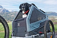 Hundeanhänger im Test. Ein Hund mit Schappohren schaut aus einem Fahrradanhänger hinaus. 