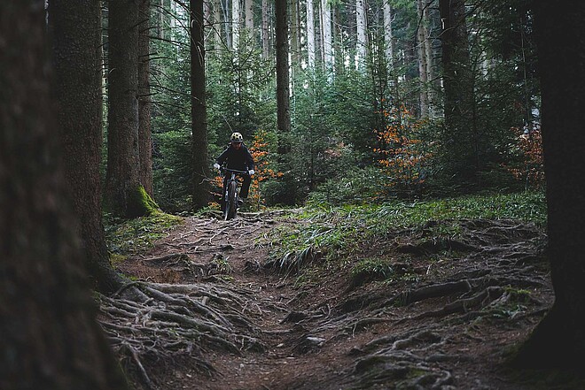 Die IG Mountainbike Zug möchte ein attraktives Streckennetz für Bikerinnen und Biker. Mountainbiker fährt durch dichten Nadelwald