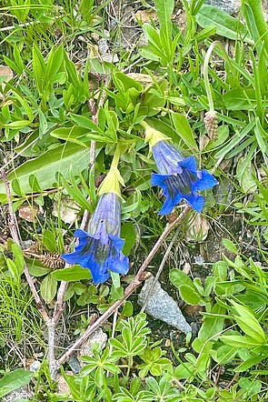 Enziane säumen den Weg.