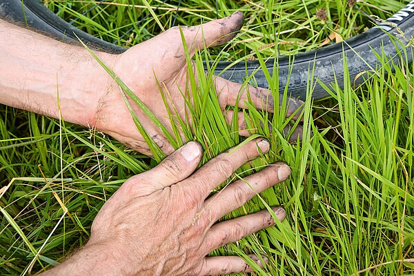 Kettenriss Fahrrad Reparatur Tipps. Eine Person reibt dreckige Hände an Gras ab.